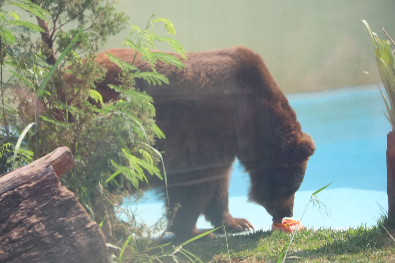 Para aliviar calor, animais do Zoológico de Goiânia ganham picolés de frutas e carne