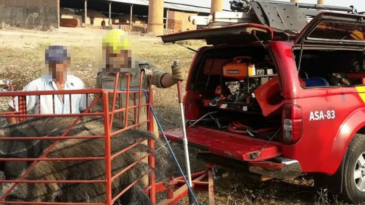 Bombeiros resgatam tamanduá-bandeira com patas queimadas em fábrica de Rianápolis