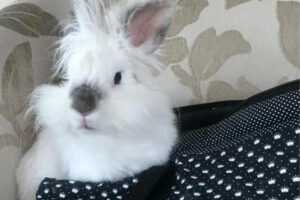 Juiz concede liminar para passageira levar coelho em viagem de avião