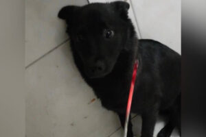 Cão diante de ferramenta incandescente - Homem torturou cachorro com ferro quente para ameaçar a ex-companheira, pois ele não se conformava com o fim do relacionamento