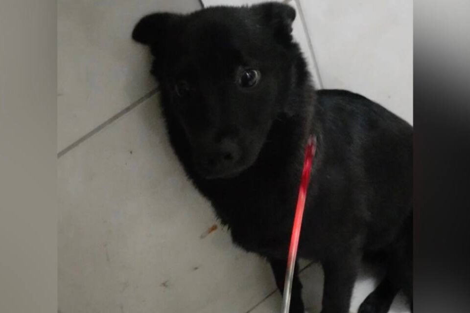 Cão diante de ferramenta incandescente - Homem torturou cachorro com ferro quente para ameaçar a ex-companheira, pois ele não se conformava com o fim do relacionamento