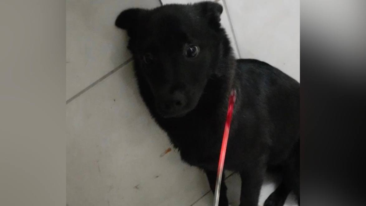 Cão diante de ferramenta incandescente - Homem torturou cachorro com ferro quente para ameaçar a ex-companheira, pois ele não se conformava com o fim do relacionamento