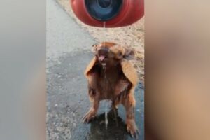 Operador de máquinas dá água e faz carinho em tatu para amenizar calor; Assista o vídeo