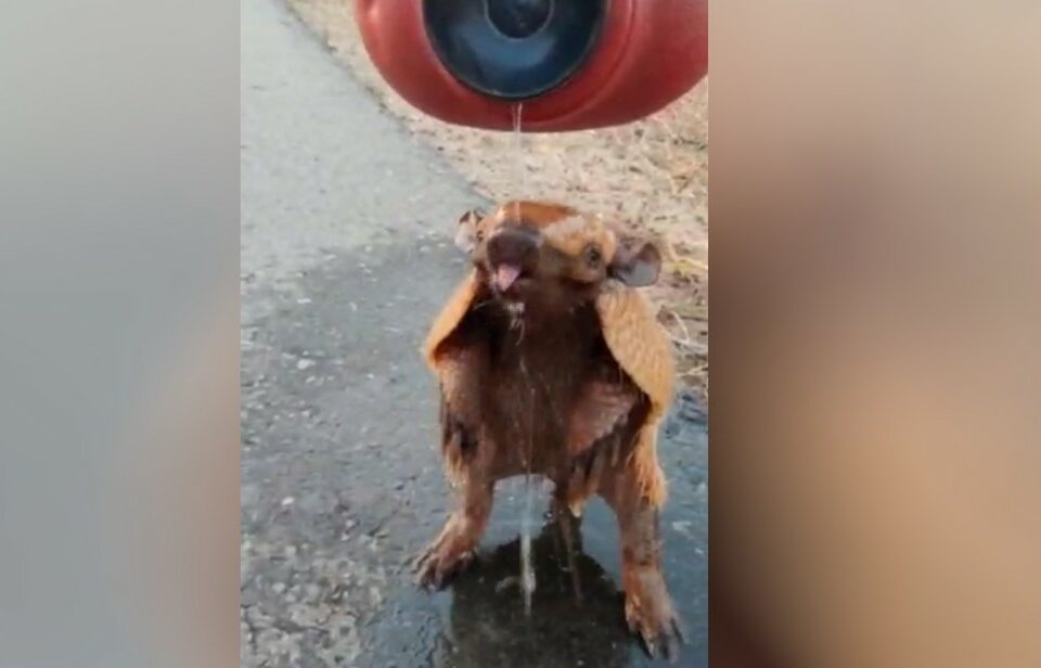 Operador de máquinas dá água e faz carinho em tatu para amenizar calor; Assista o vídeo