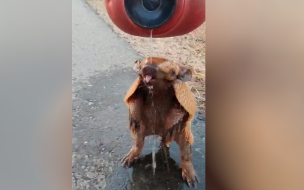 Operador de máquinas dá água e faz carinho em tatu para amenizar calor; Assista o vídeo