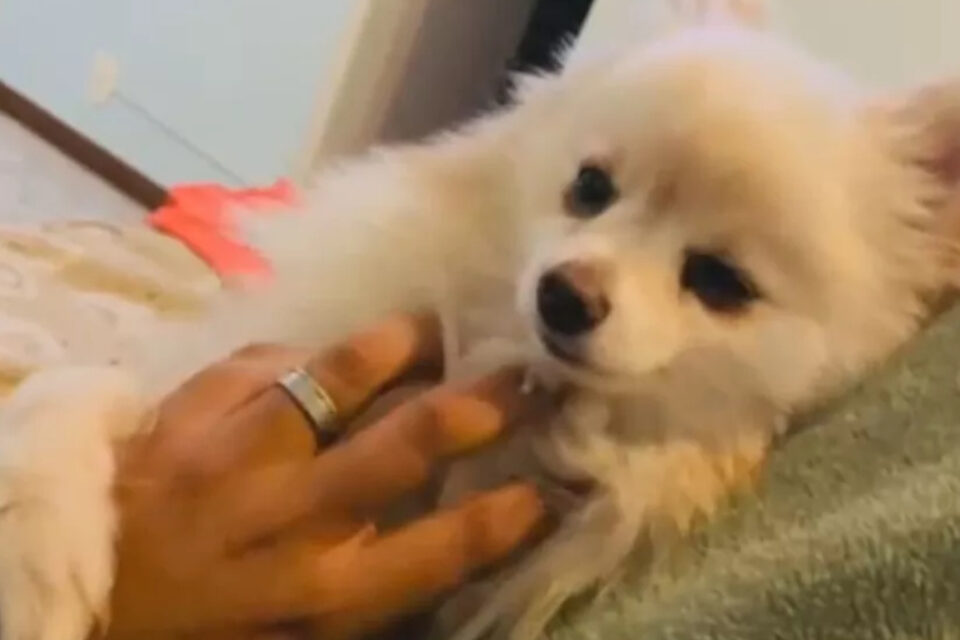 Mulher recebe cachorro morto após banho em pet shop no DF: entenda