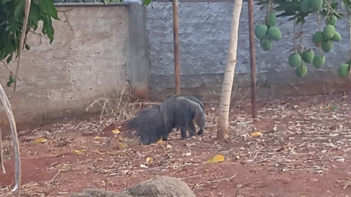 Bombeiros resgatam tamanduá-bandeira com patas queimadas em fábrica de Rianápolis