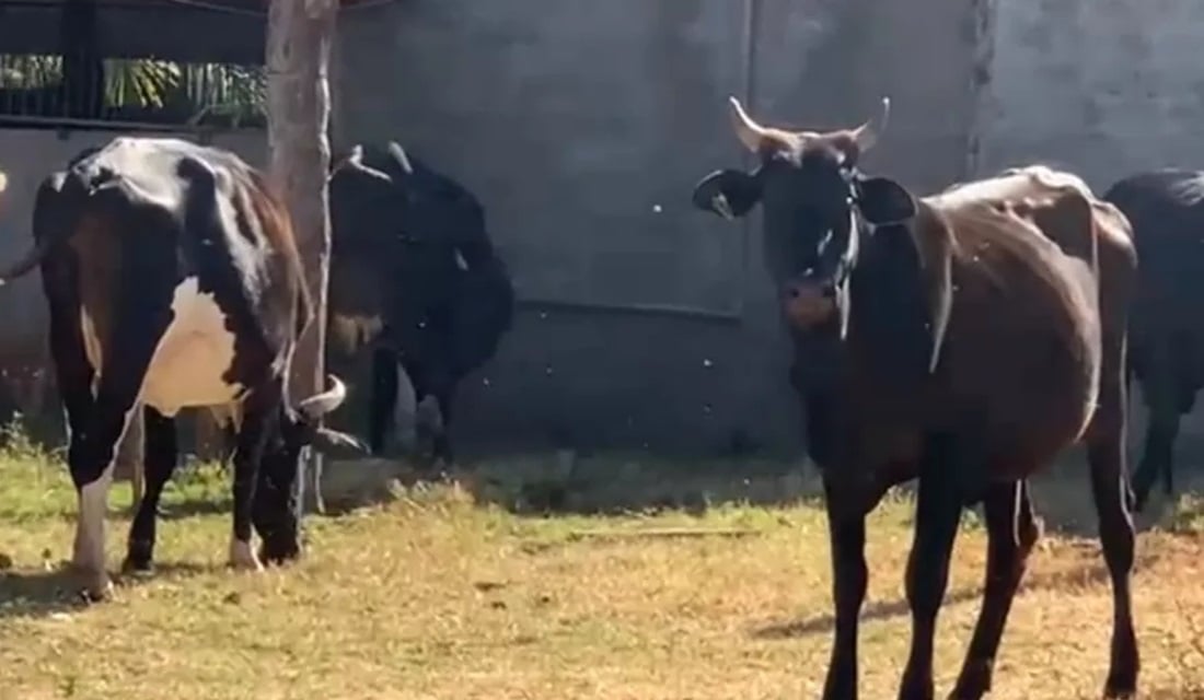Produtores reclamam de ataque de moscas a vacas, em Mineiros e Perolândia