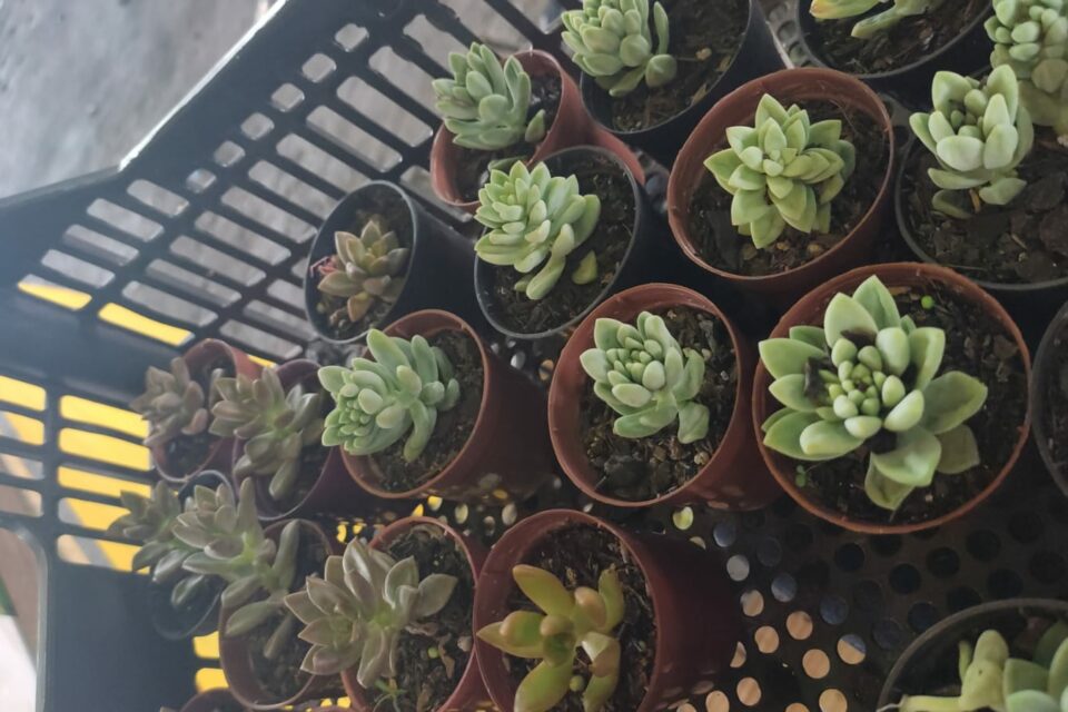 O preço mais acessível das plantas na feira é R$ 3,00 (Foto: Divulgação)