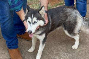 Polícia Civil resgata cadela vítima de maus-tratos, em Aparecida de Goiânia