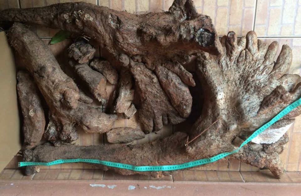 Cará gigante precisou ser cortado para ser retirado da terra (Foto: Reprodução - TVAnhanguera)