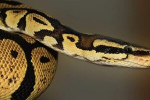 Asteroide que dizimou dinossauros determinou sucesso das cobras, aponta estudo