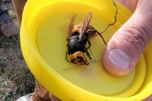 Cerca de um mês após um ninho de "vespas assassinas" ter sido destruído nos Estados Unidos, mais uma construção feita pelos insetos teve de ser exterminada, desta vez em Washington, nos Estados Unidos. Segundo o Departamento de Agricultura do Estado de Washington (WSDA - na sigla em inglês), um terceiro ninho foi encontrado e deverá ser retirado nos próximos dias. - Segundo ninho de 'vespas assassinas' é destruído nos EUA