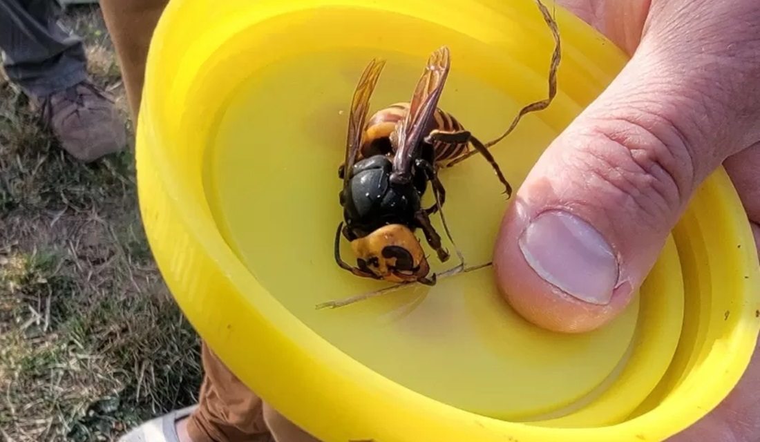 Cerca de um mês após um ninho de "vespas assassinas" ter sido destruído nos Estados Unidos, mais uma construção feita pelos insetos teve de ser exterminada, desta vez em Washington, nos Estados Unidos. Segundo o Departamento de Agricultura do Estado de Washington (WSDA - na sigla em inglês), um terceiro ninho foi encontrado e deverá ser retirado nos próximos dias. - Segundo ninho de 'vespas assassinas' é destruído nos EUA