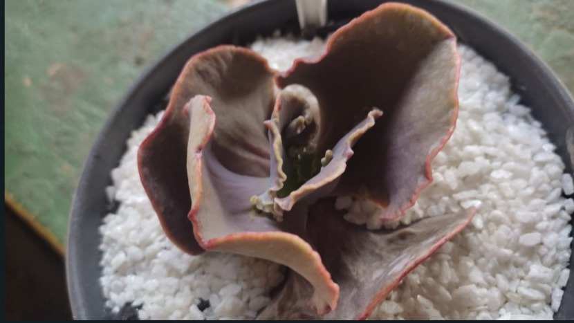 Para colecionadores: Espécie de suculenta coreana é comercializada por R$ 850,00 na feira (Foto: Divulgação)