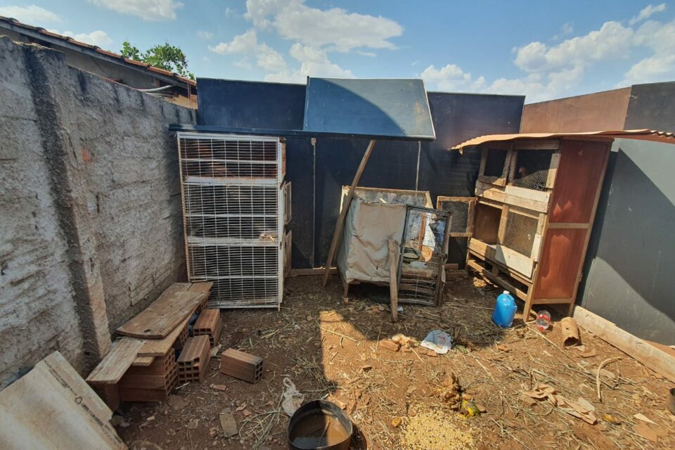 Homem é preso por maus-tratos a animais silvestres e exóticos em Goiânia