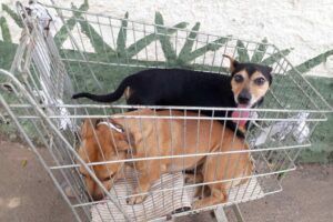 Campanha de vacinação contra raiva animal em Goiânia atinge 45% da meta a uma semana do fim (Foto: Prefeitura de Goiânia)