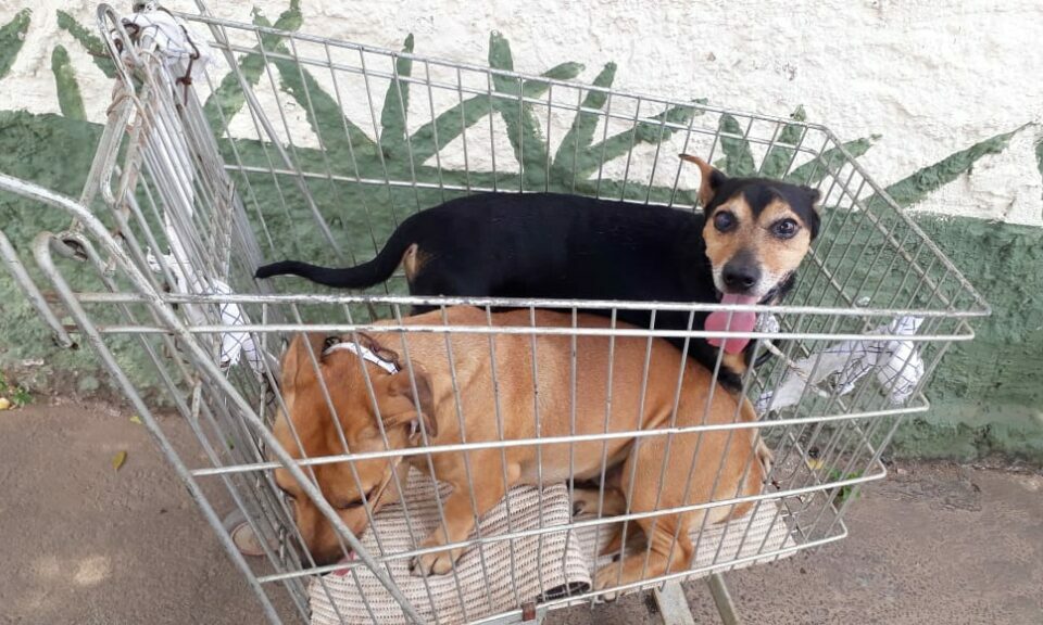 Campanha de vacinação contra raiva animal em Goiânia atinge 45% da meta a uma semana do fim (Foto: Prefeitura de Goiânia)