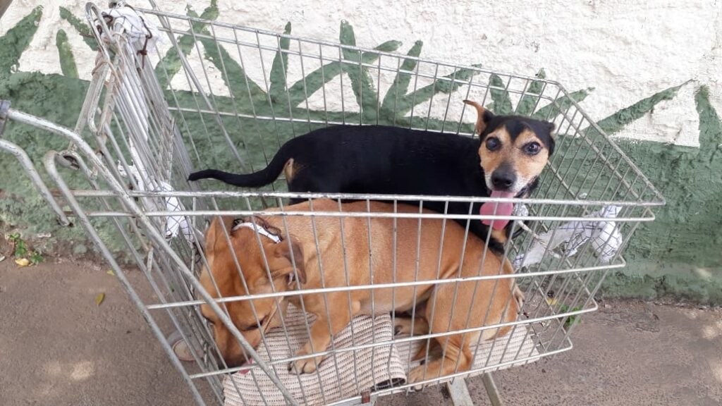 Campanha de vacinação contra raiva animal em Goiânia atinge 45% da meta a uma semana do fim (Foto: Prefeitura de Goiânia)