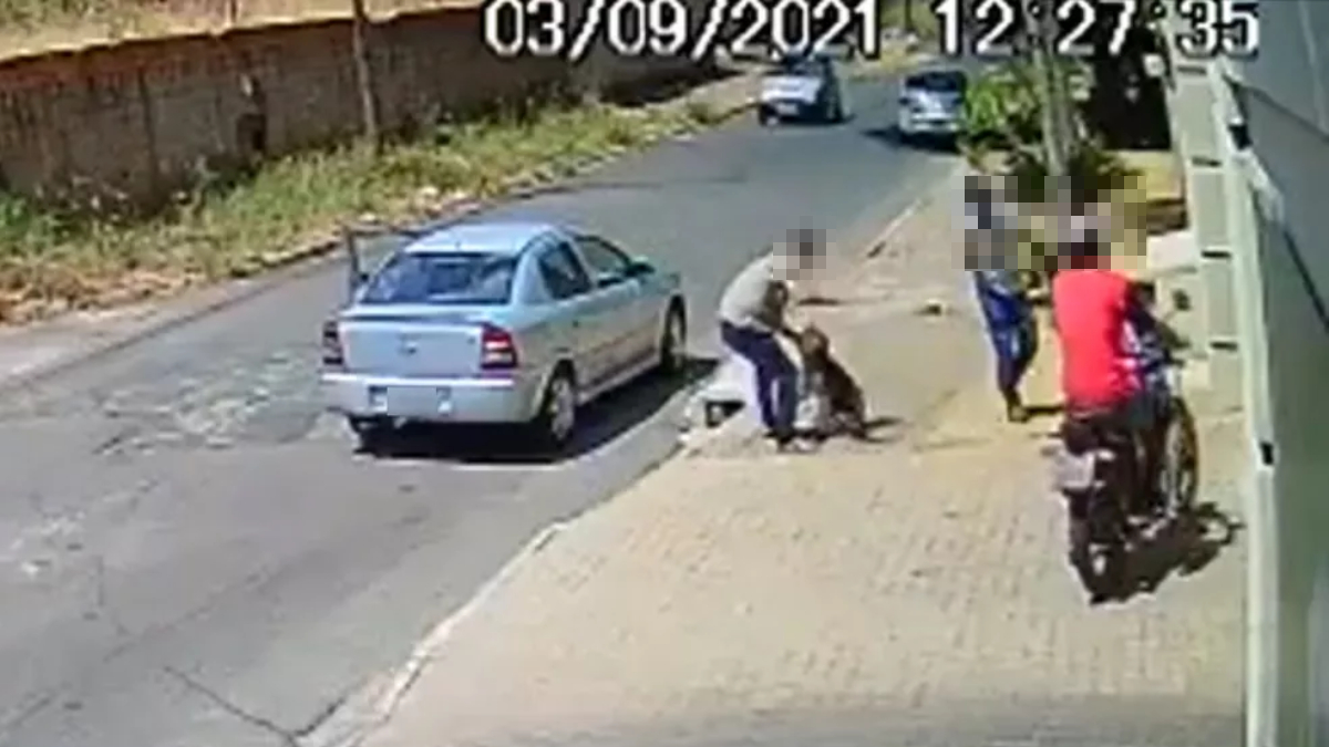 Dono é suspeito de espancar cachorro em calçada de Aparecida de Goiânia