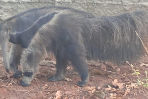 Bombeiros resgatam tamanduá-bandeira com patas queimadas em fábrica de Rianápolis