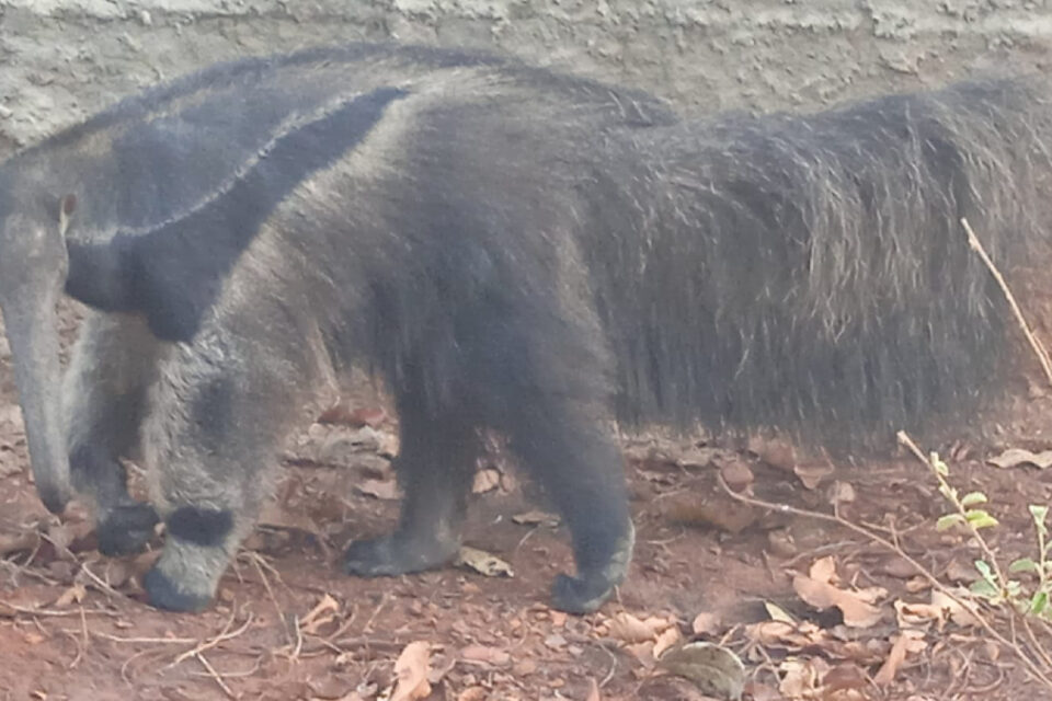Bombeiros resgatam tamanduá-bandeira com patas queimadas em fábrica de Rianápolis