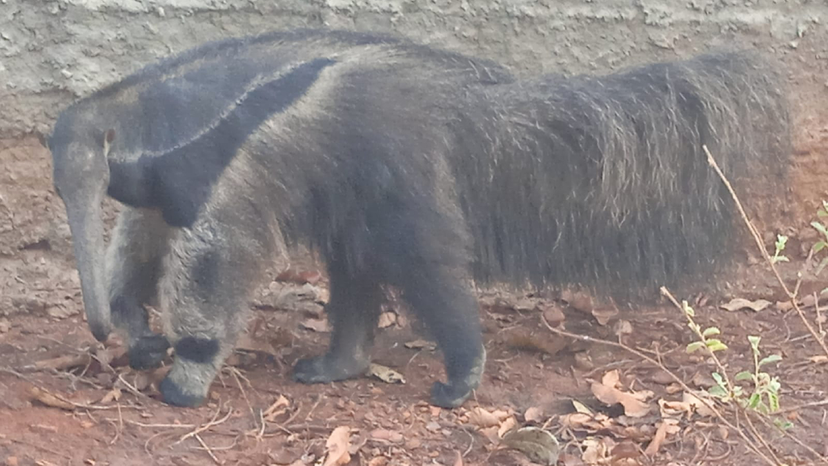 Bombeiros resgatam tamanduá-bandeira com patas queimadas em fábrica de Rianápolis