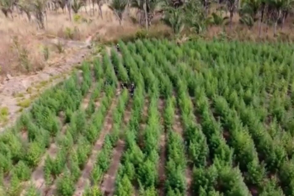 Polícia descobre 'floresta' de maconha com 50 mil pés no Maranhão