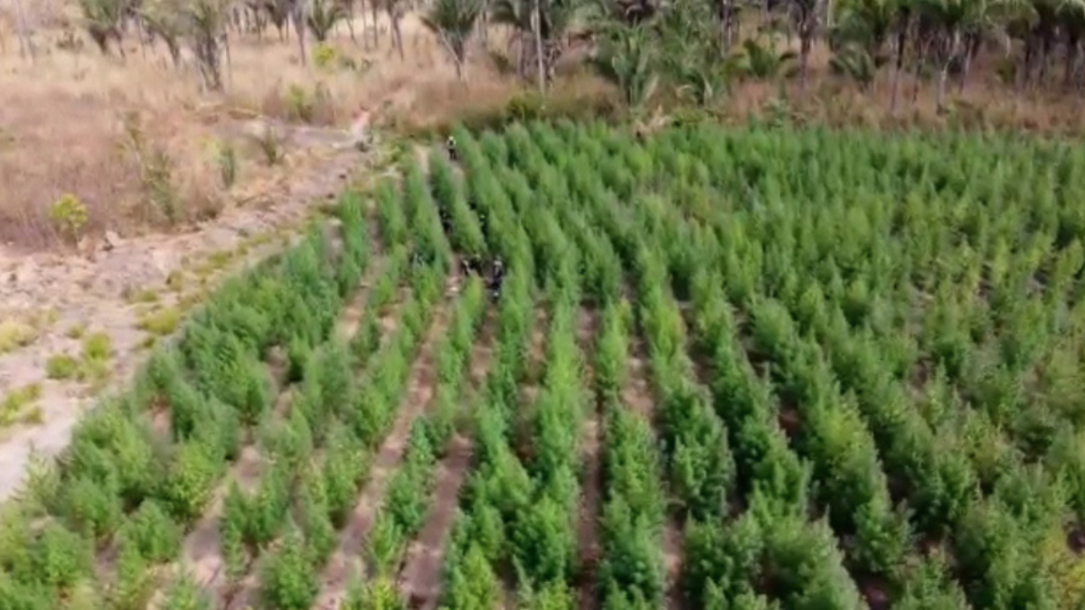 Polícia descobre 'floresta' de maconha com 50 mil pés no Maranhão