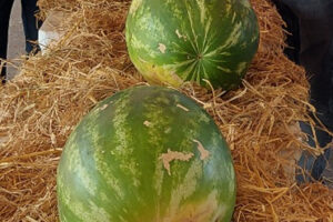 Sem atos pró e contra Bolsonaro, Nova Crixás faz ação solidária no 7 de setembro