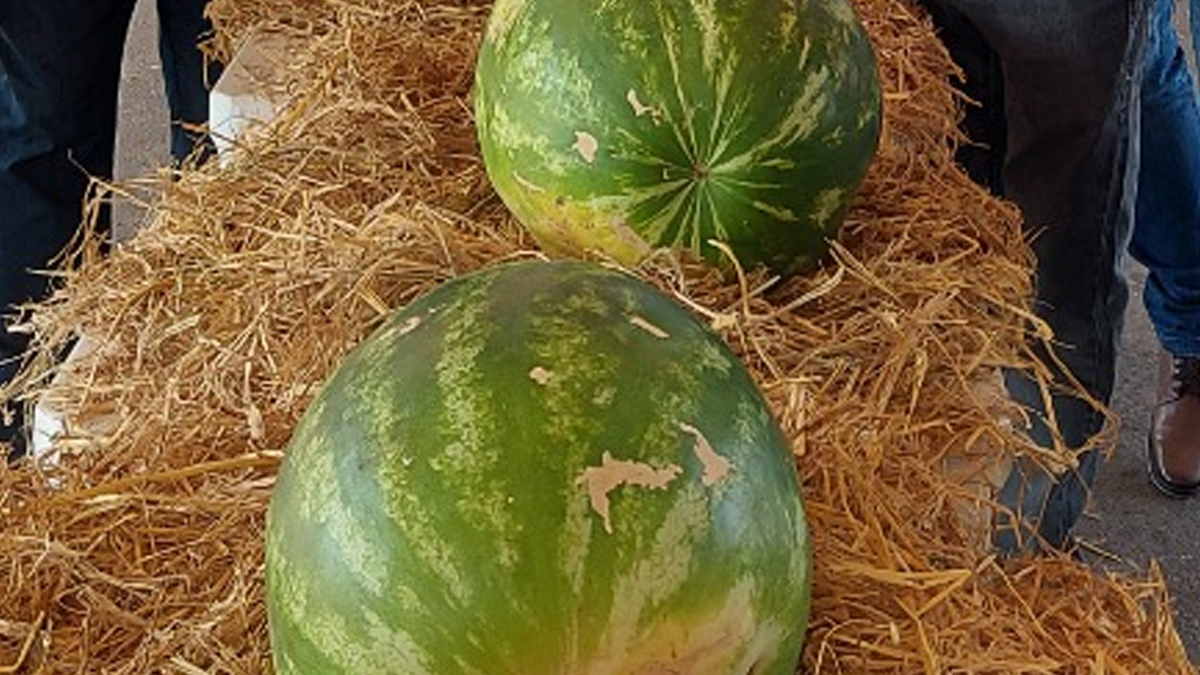 Sem atos pró e contra Bolsonaro, Nova Crixás faz ação solidária no 7 de setembro