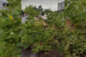 Chuva com vento forte provoca queda de 36 árvores e 25 galhos em Goiânia