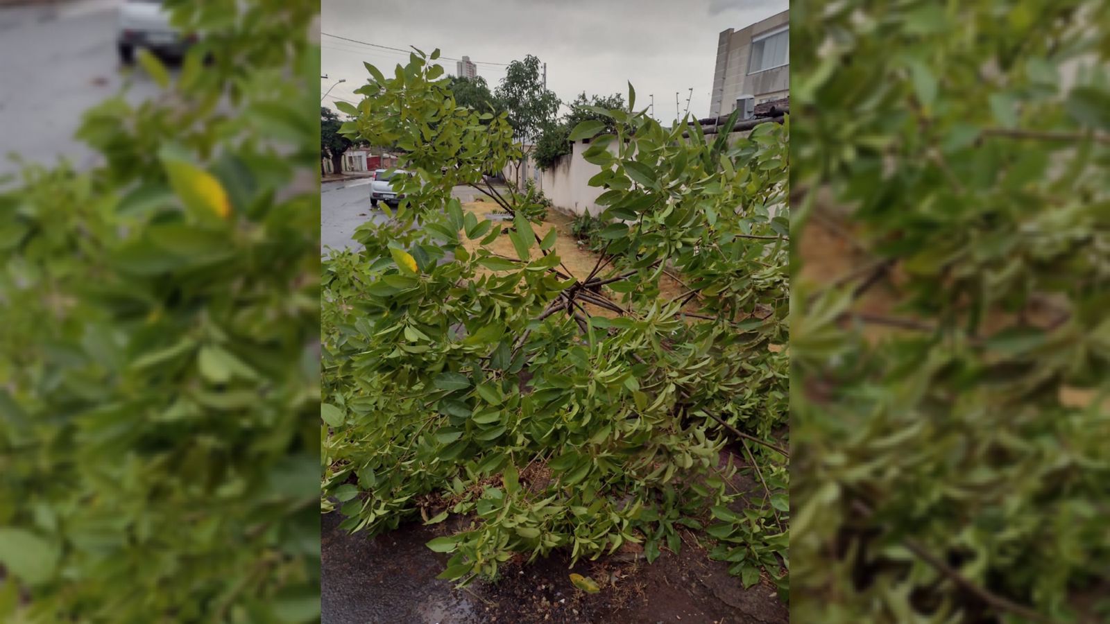 Chuva com vento forte provoca queda de 36 árvores e 25 galhos em Goiânia