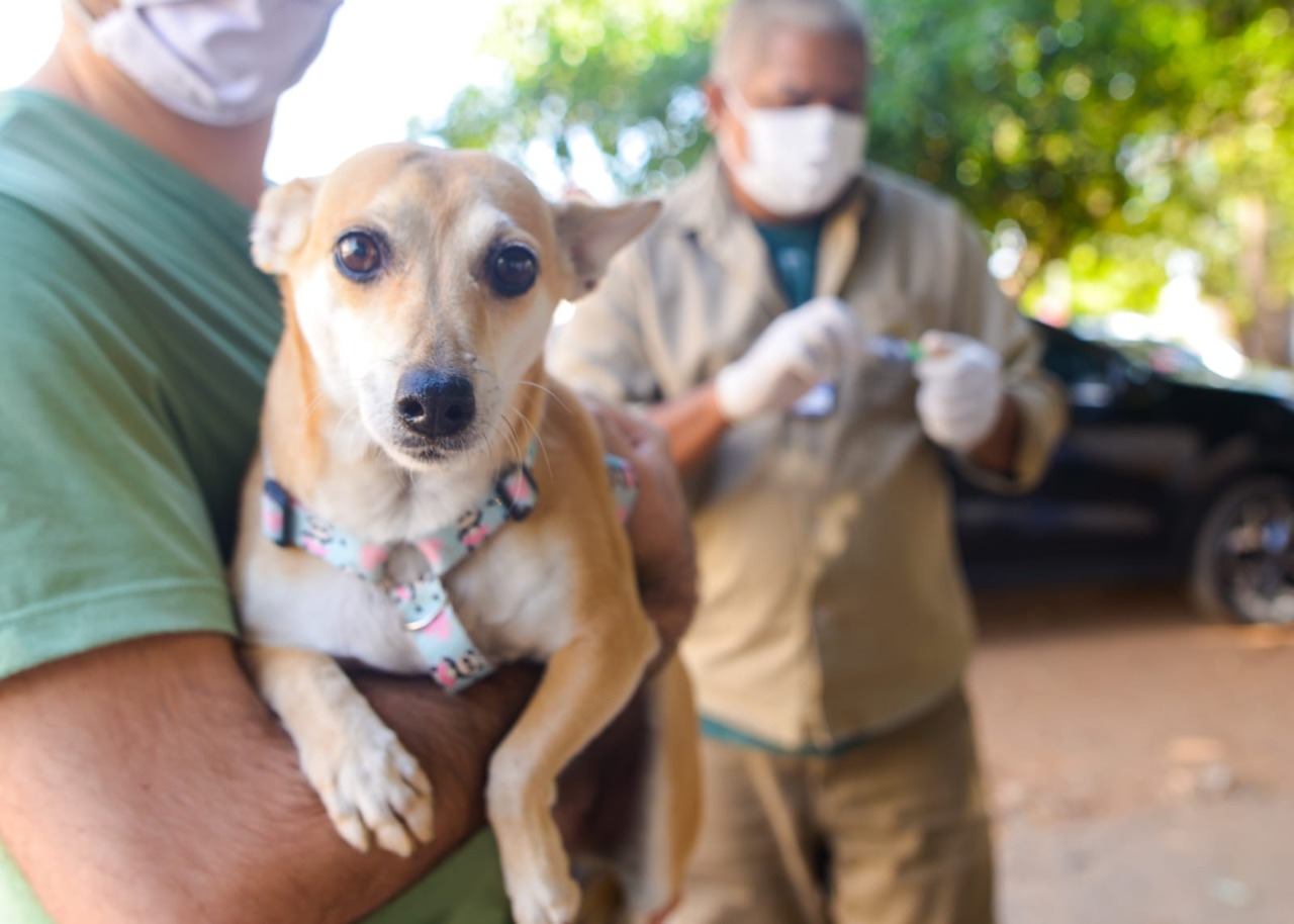 Saiba como melhorar a saúde mental de cães e gatos (Foto: Jucimar de Sousa - Mais Goiás)