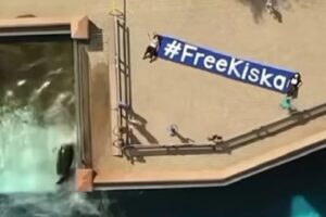 Conhecida pelo Projeto Santuário de Baleias como a "baleia mais solitária do mundo", a orca Kiska foi gravada pelo ativista Phil Demers se debatendo em seu tanque, no parque de diversões MarineLand, no Canadá. - Orca solitária cabeceia paredes de tanque do MarineLand e gera revolta