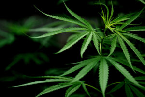 Salvo-conduto garante que paciente não seja alvo de prisão em flagrante. Justiça autoriza paciente com ansiedade a plantar cannabis em casa