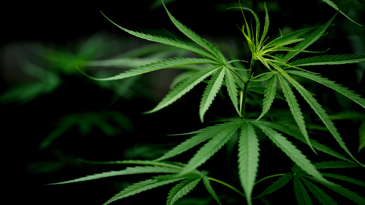 Salvo-conduto garante que paciente não seja alvo de prisão em flagrante. Justiça autoriza paciente com ansiedade a plantar cannabis em casa