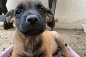 Feira de adoção de cães e gatos em Goiânia acontece neste sábado