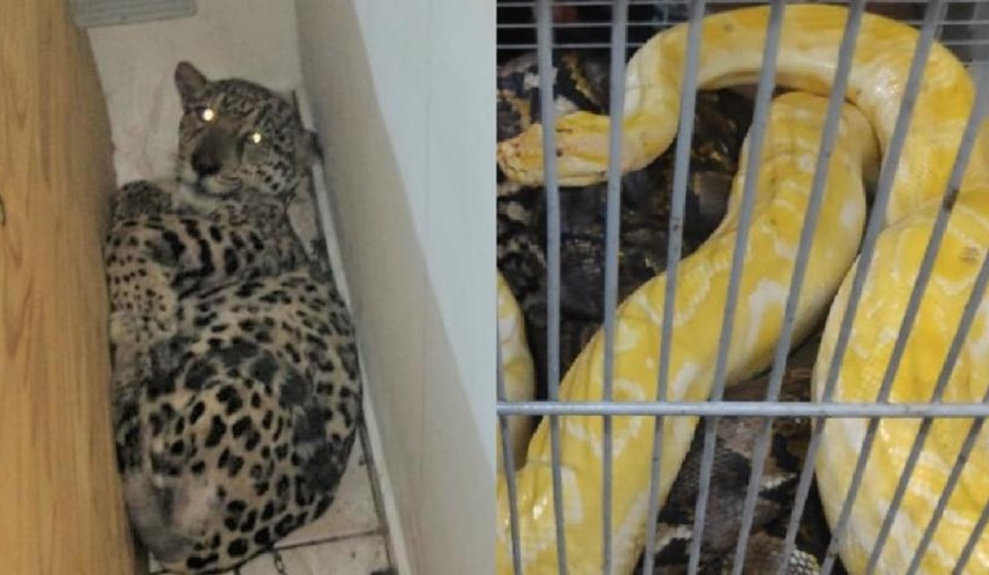 Onça-pintada e mais de 80 animais são resgatados de cativeiro em SP - Uma onça-pintada mantida em cativeiro foi resgatada, junto com mais 80 animais, na quinta-feira (9) à noite pela Polícia Militar Ambiental na Estancia São José, em Peruíbe, litoral de São Paulo.