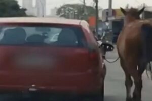 Cavalo é puxado por passageiro de carro em movimento, em Aparecida