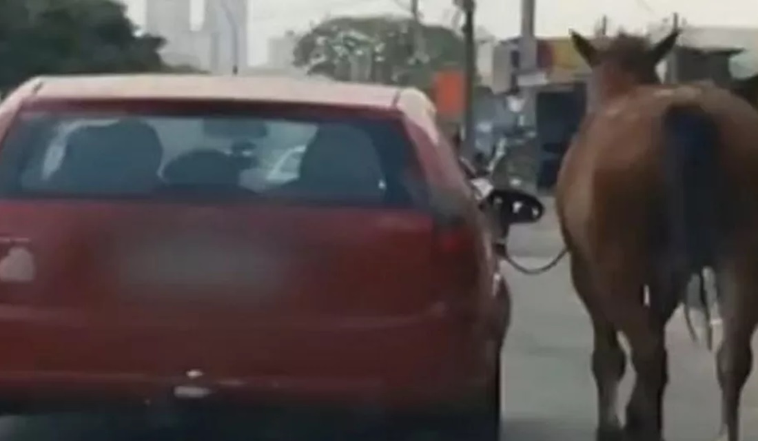 Cavalo é puxado por passageiro de carro em movimento, em Aparecida