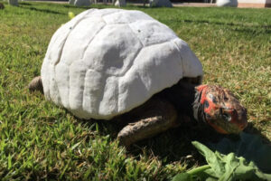 Equipe brasileira reconstrói casco de jabuti em 3D e entra para o Guiness