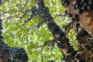 Fazenda de jabuticabas em Hidrolândia abre as portas para visitantes
