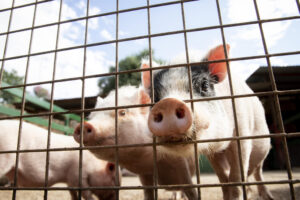 Peste suína africana chega às Américas e deixa autoridades em alerta