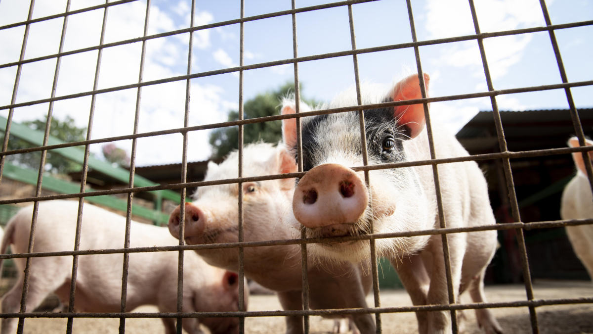 Peste suína africana chega às Américas e deixa autoridades em alerta