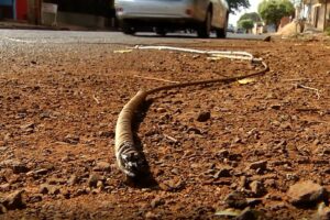 Duas pessoas morrem ao baterem com moto em fio de alta tensão solto, em Itumbiara