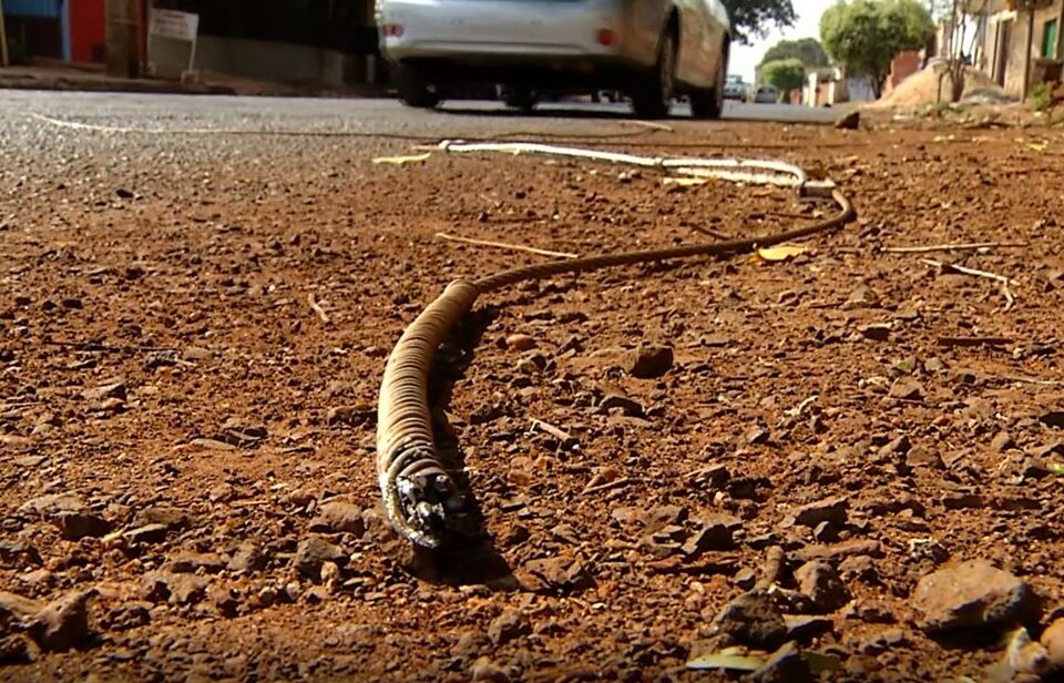 Duas pessoas morrem ao baterem com moto em fio de alta tensão solto, em Itumbiara