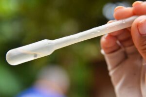 Larva de mosquito da dengue em um tubo de ensaio