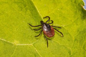 Pesquisadores da UFG criam repelente contra carrapato Objetivo é criar um produto de baixo custo, eficaz e seguro