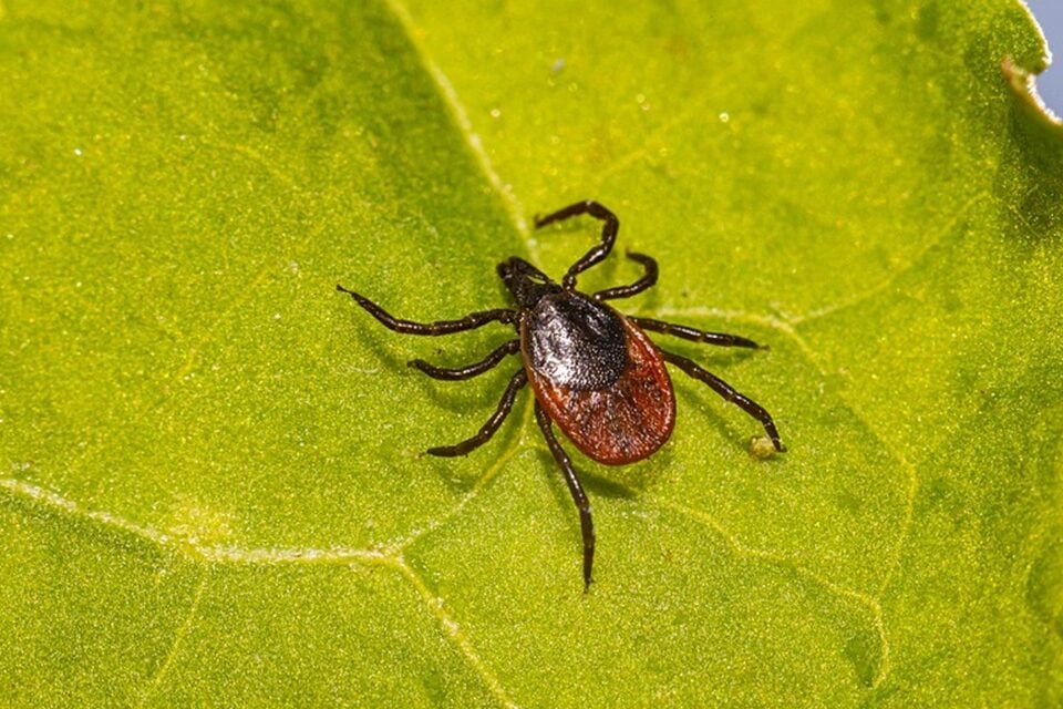 A morte de uma criança de seis anos por febre maculosa em Campos dos Goytacazes, no Rio de Janeiro, acendeu um alerta para o município nesta semana. Segundo a Secretaria de Saúde, nesta terça (14), agentes da prefeitura fizeram uma busca ativa para identificação e combate ao carrapato responsável pela transmissão da bactéria do gênero Rickettsia, causadora da doença. Agora, a cidade está adotando medidas para evitar que novos casos surjam na região.